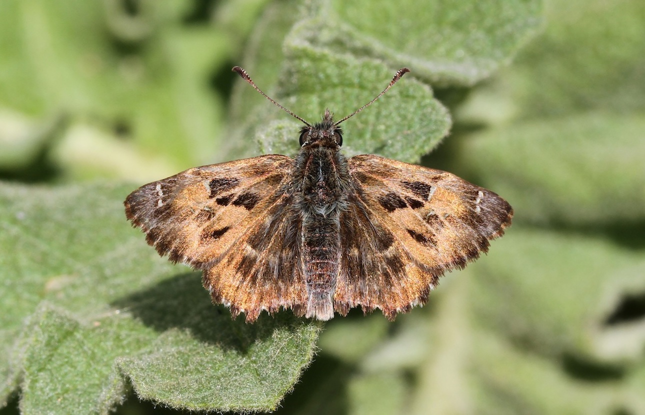 Carcharodus alceae (Esper, 1780) - Hesperiidae Pyrginae